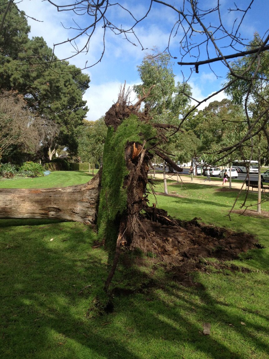 Tree uprooted at Shrine of Remembrance because of wild weather