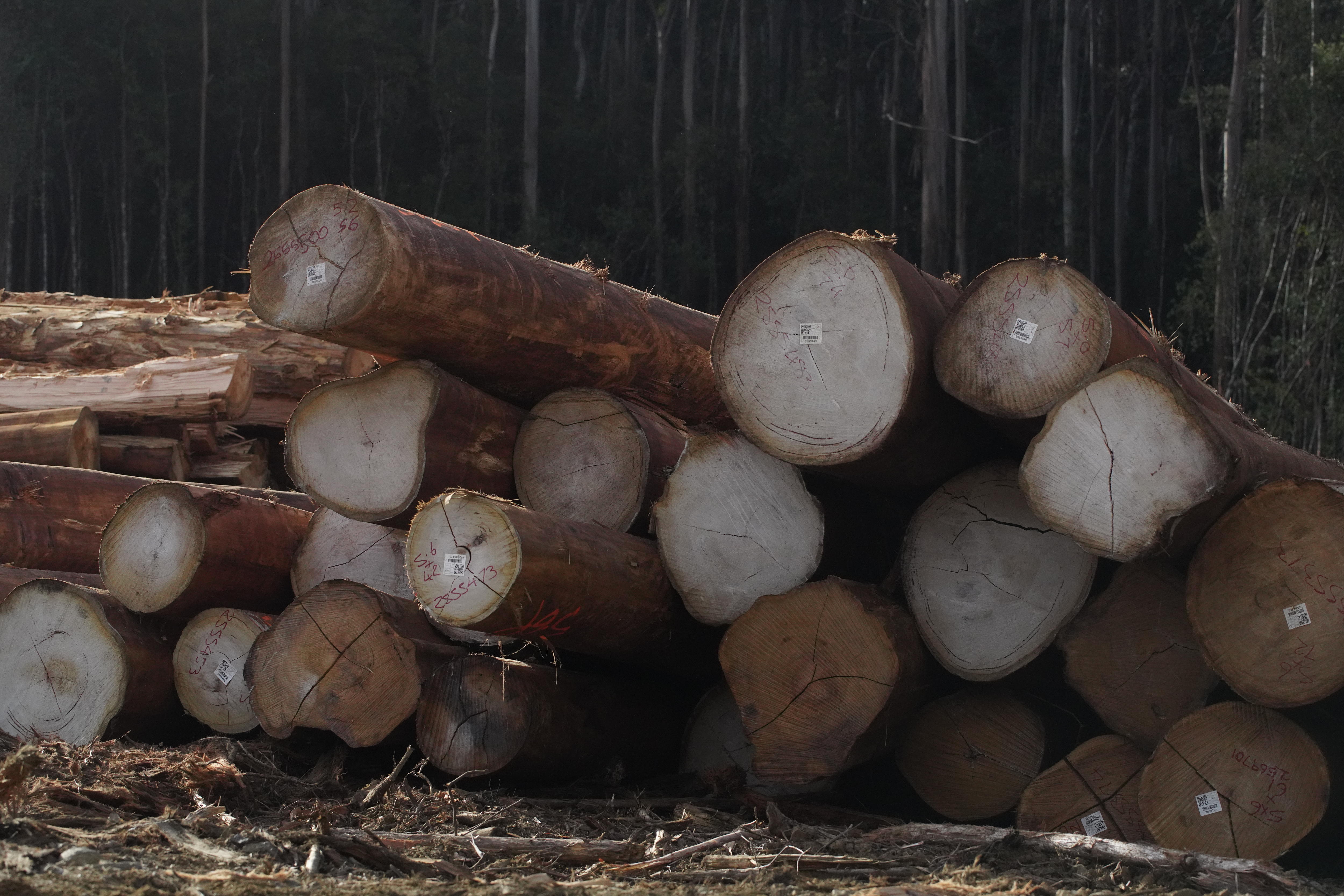 A pile of logs in a logging coupe