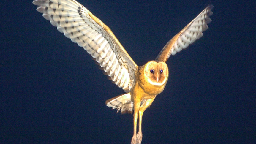 An owl, illuminated by a light at night, in mid flight with its wings spread impressively wide and piercing eyes