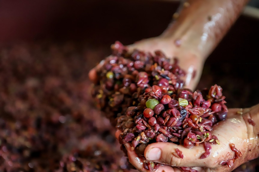 Two hands hold red fermented grapes above barrel filled with similar red grapes 