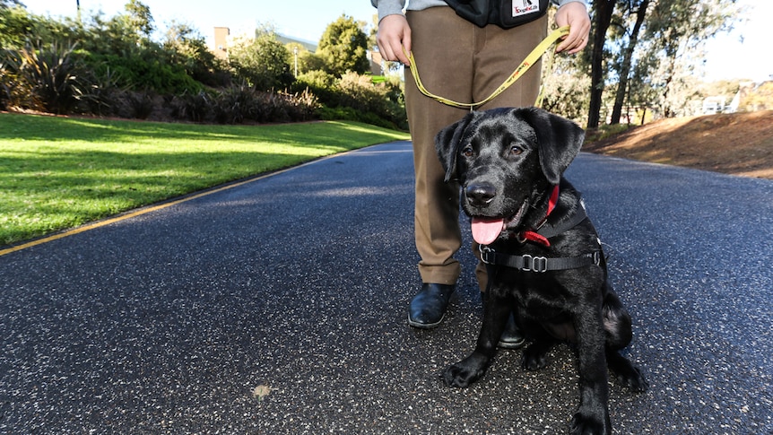 Abby the Labrador will spend none months getting trained on campus with her foster parent PhD student Jimmy.