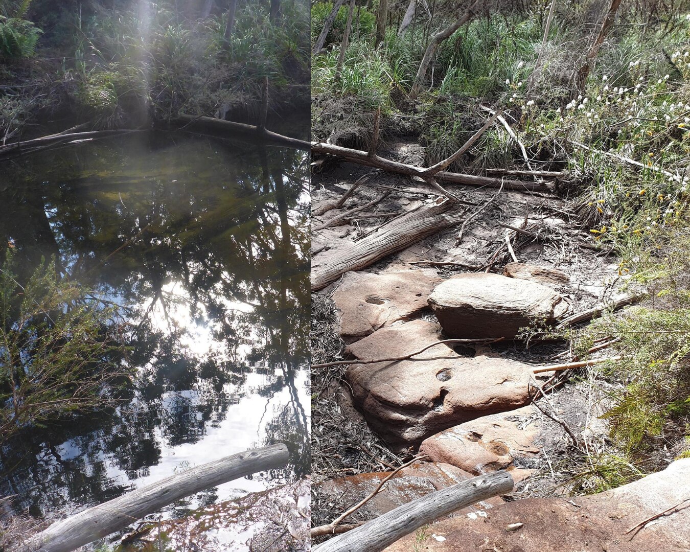 A split image of the same swamp first in July with water and second in September dry