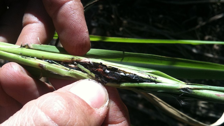 Smut in sugar cane on a farm north of Mackay.