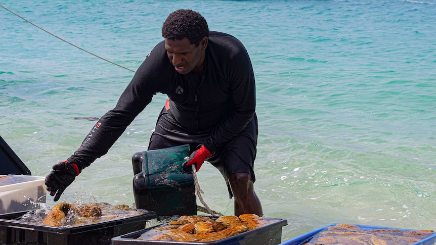 A man putting sea cucumbers into containers by the sea in Poruma.