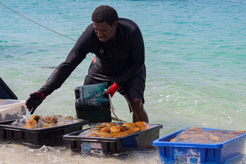 A man putting sea cucumbers into containers by the sea in Poruma.