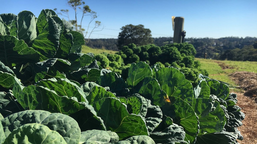 The vegetable garden.