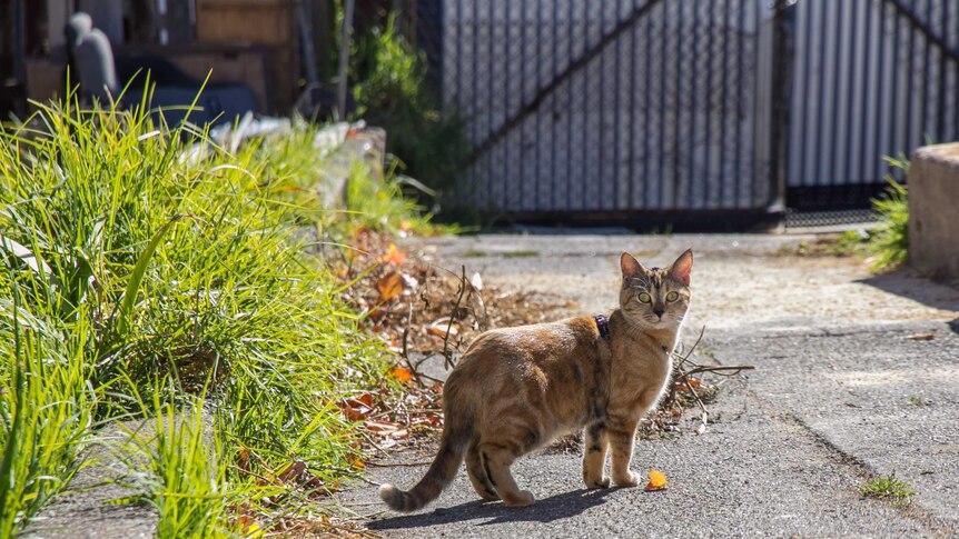 A ginger cat wearing a harness stands on a patch of concrete in a back yard