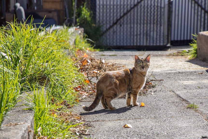 A ginger cat wearing a harness stands on a patch of concrete in a back yard