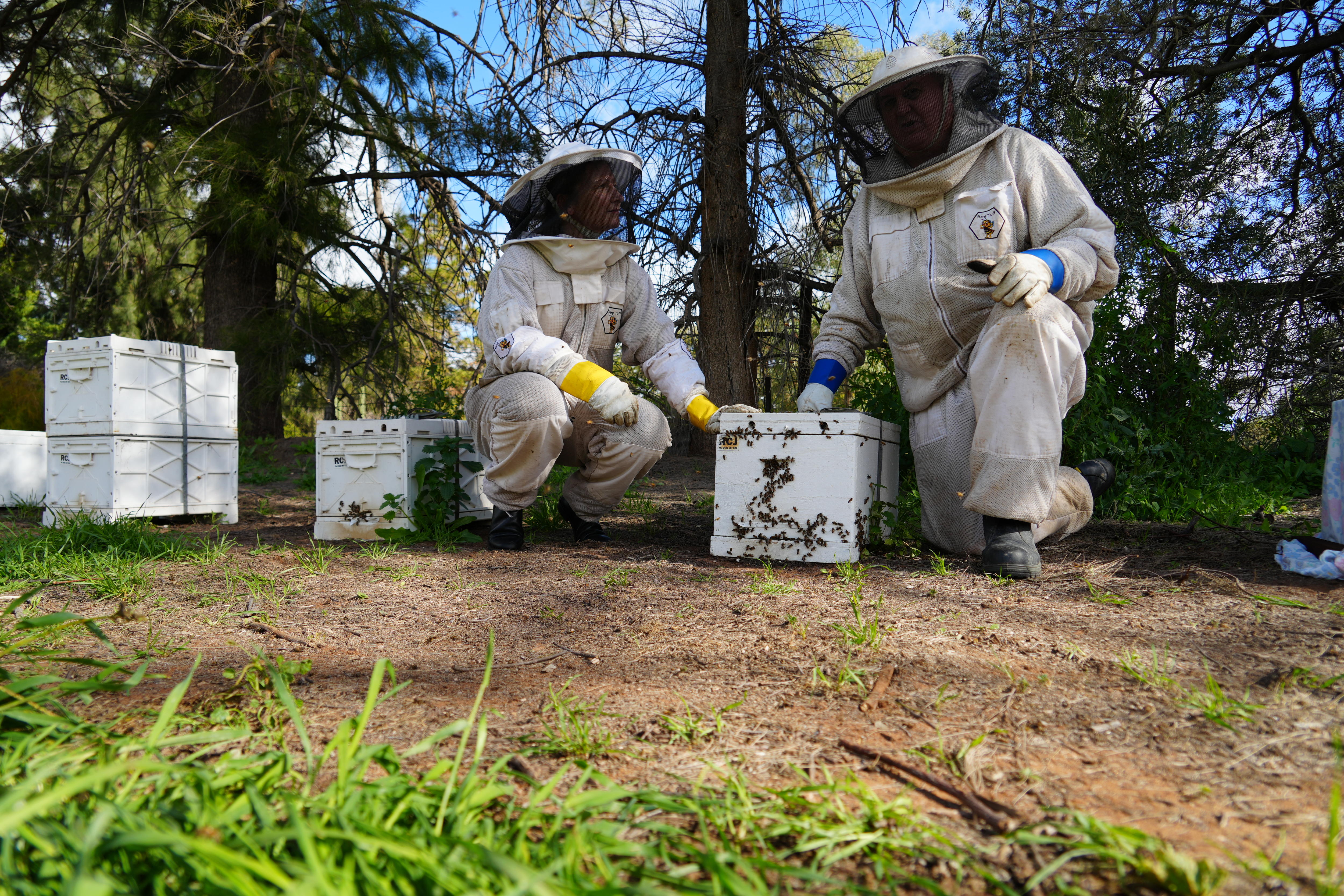 Beekeepers plead for better access to varroa mite treatments