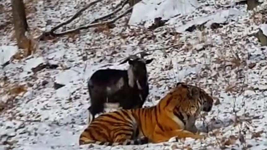 Goat Timur standing next to tiger Amur, lying down