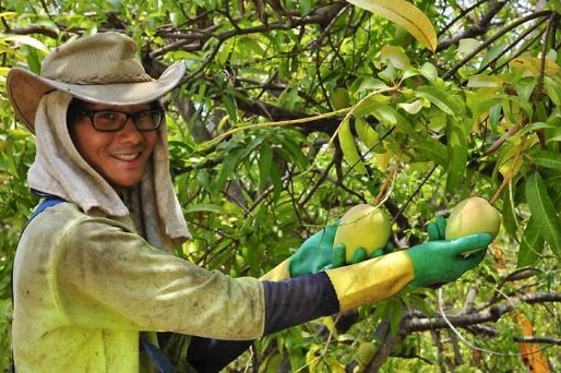 Man picking mangoes.