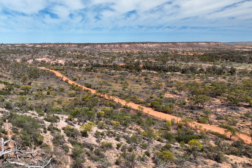 An aerial shot of the Coalseam bushland with very few everlastings