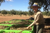 a man is sorting through walnuts with a rake on his farm