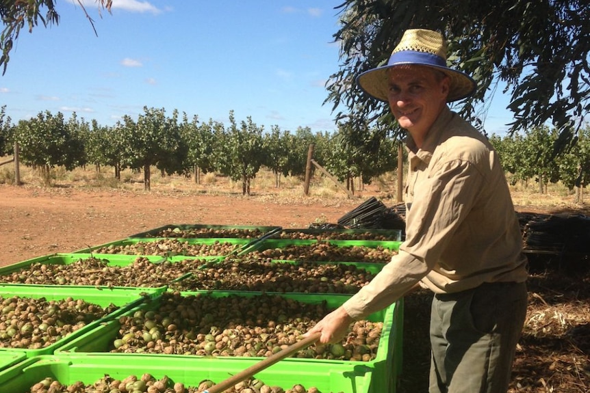 a man is sorting through walnuts with a rake on his farm