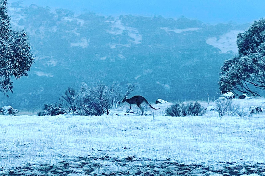 A kangaroo hopes across the snowfields.