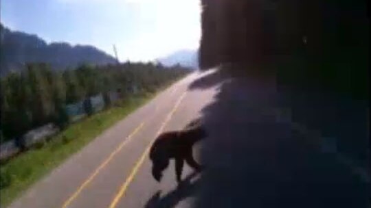 A speeding motorist approaches a young black bear