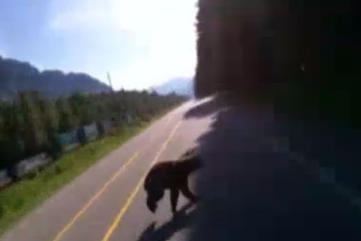 A speeding motorist approaches a young black bear