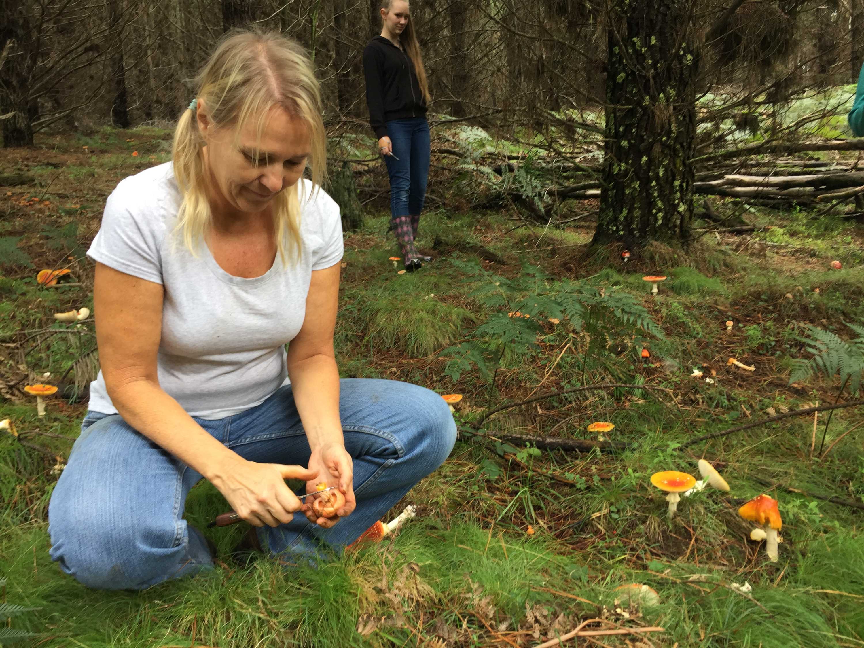 Blooming mushroom season giving Sydney foragers fungi times ABC News