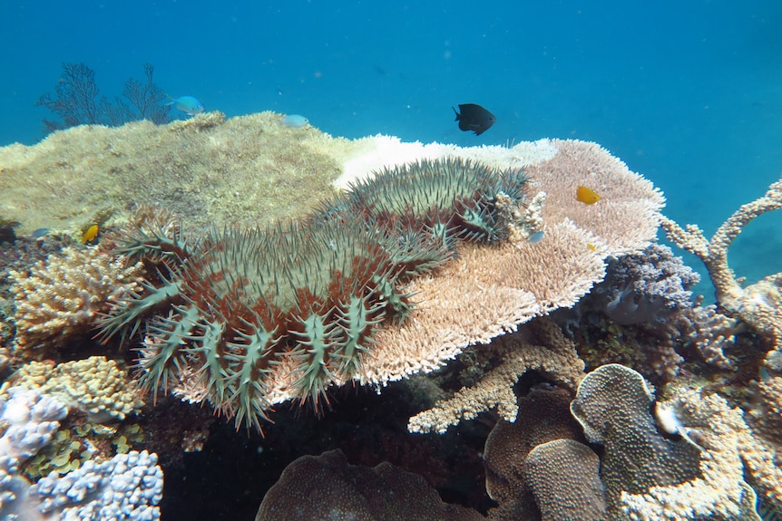 A large green spiky coral on top of a large coral system.