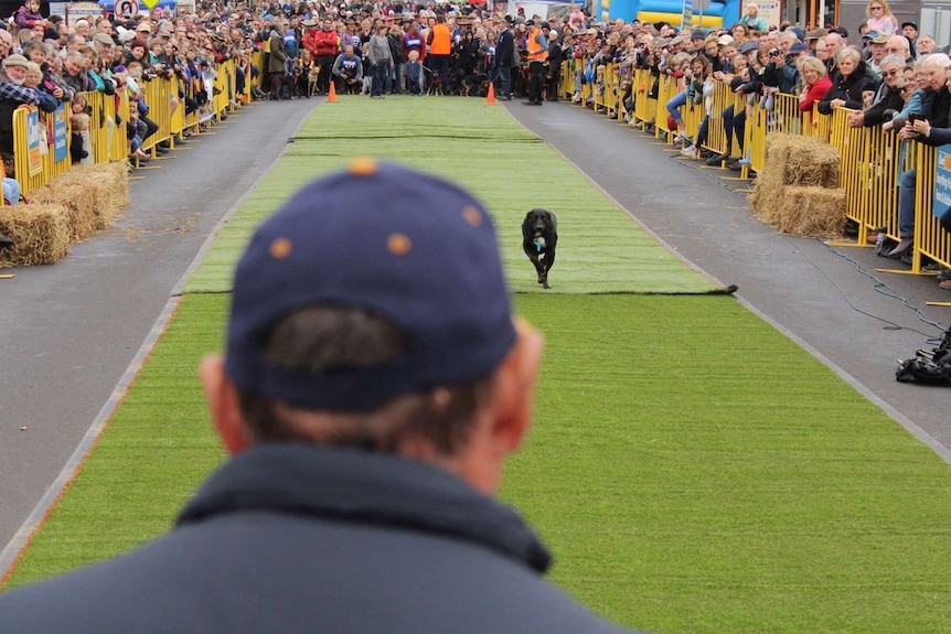 A black kelpie running down a fake grass path being called by a man wearing a blue cap and cheered on by a jubilant crowd