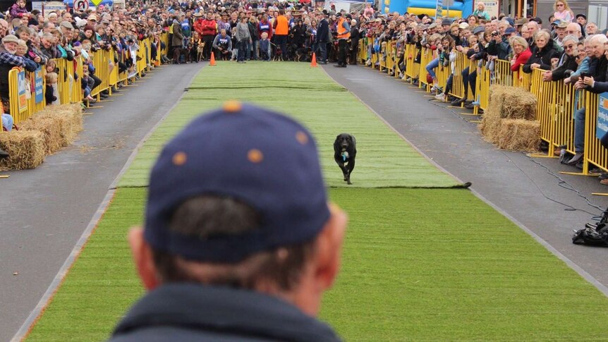 A black kelpie running down a fake grass path being called by a man wearing a blue cap and cheered on by a jubilant crowd