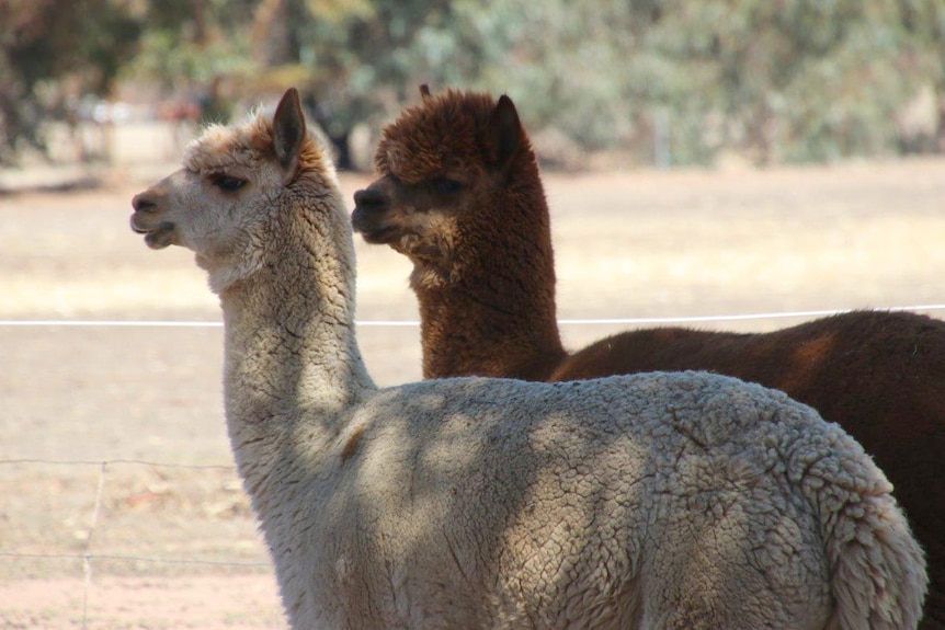 A white and a brown alpaca stand in a paddock in shade.