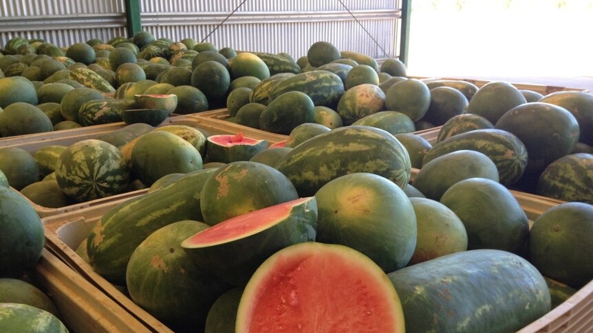 Ord watermelons ready to go to market