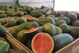Watermelons ready to go to market