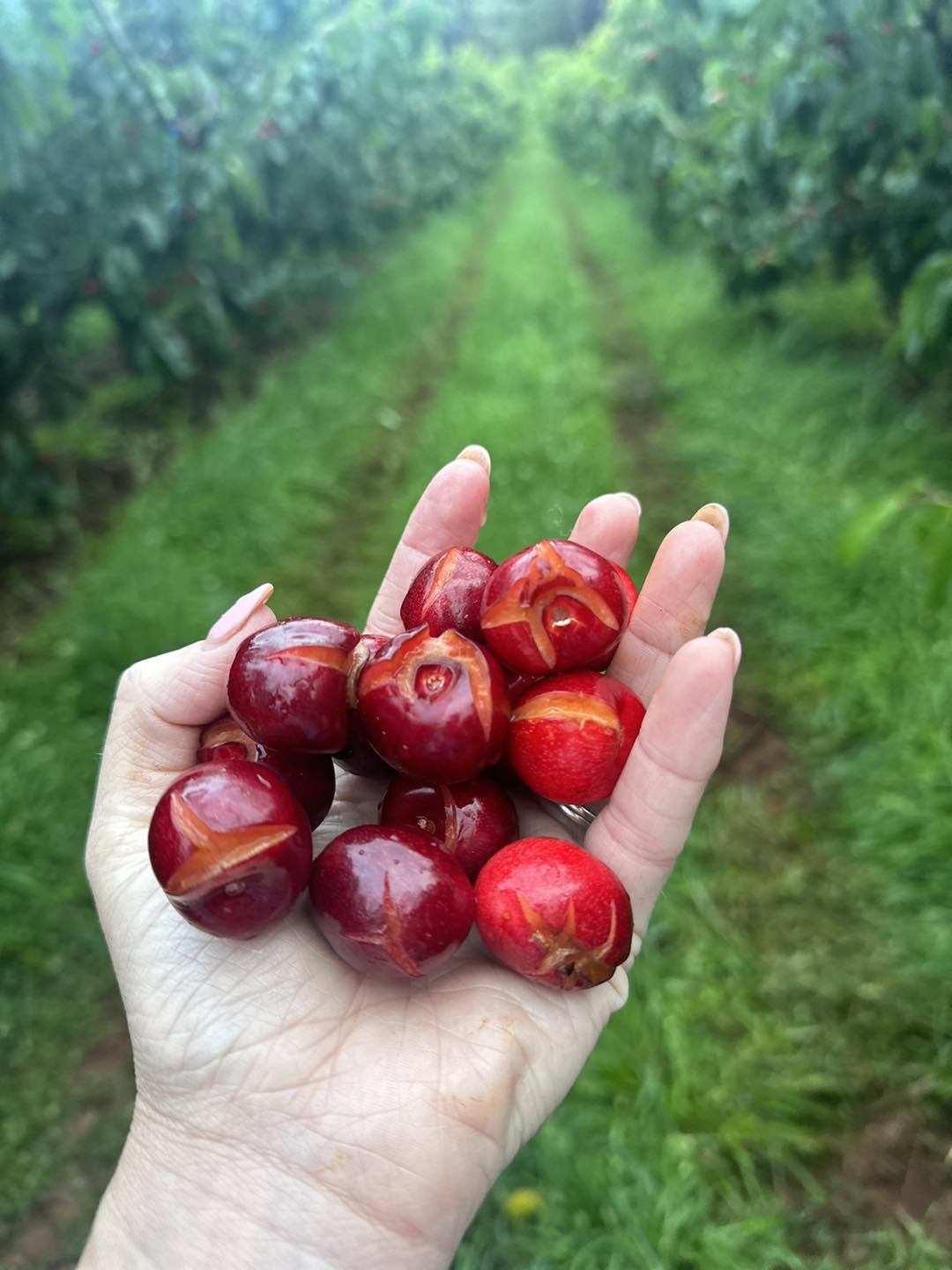 A hand holds a bunch of cherries that are split down the side due to rain.