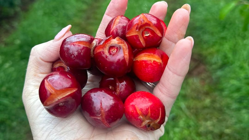 A hand holds a bunch of cherries that are split down the side due to rain.