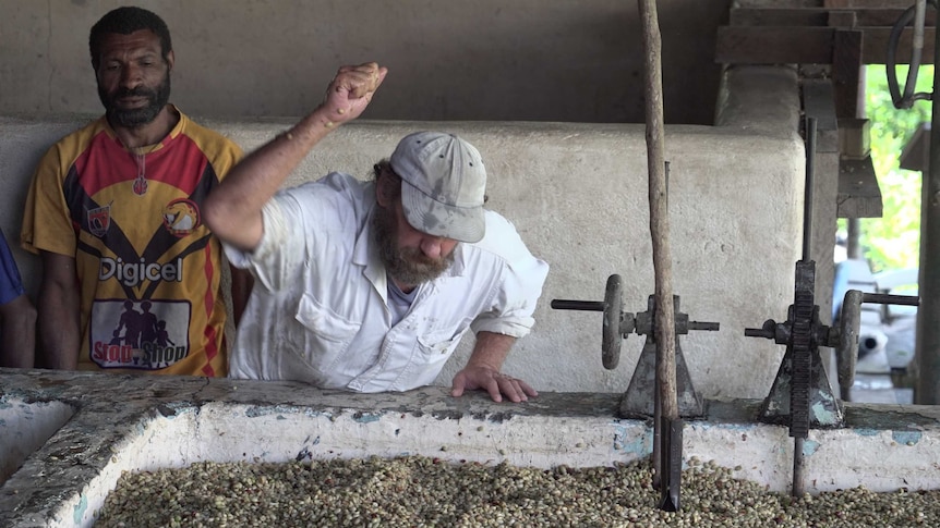 Plantation owner and processor Bill Gardner checks on fermenting coffee.