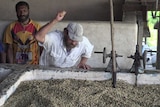 Plantation owner and processor Bill Gardner checks on fermenting coffee.