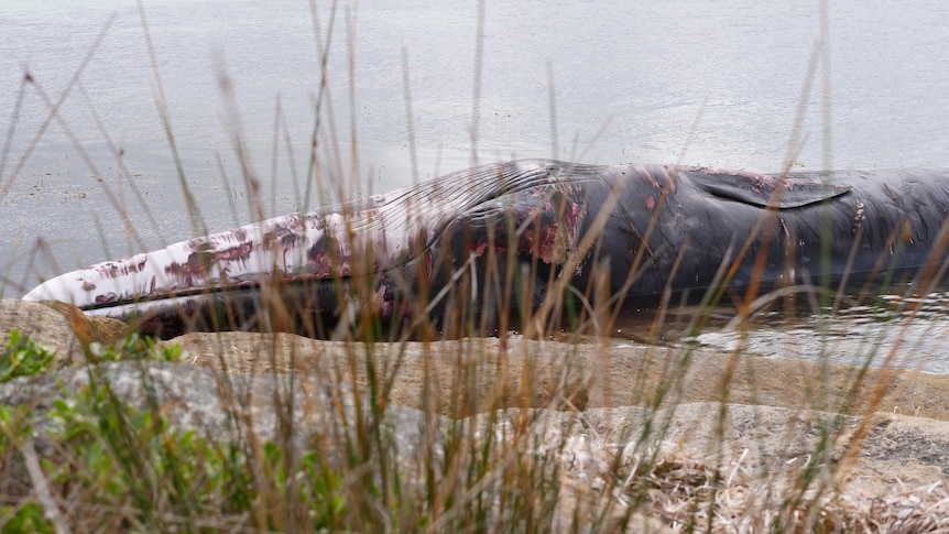 a dead whale on rocks 