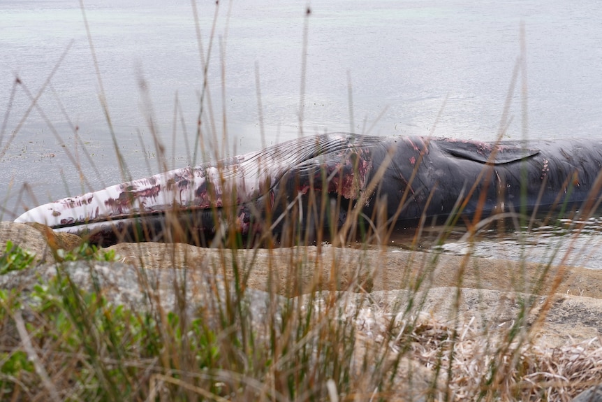 A dead whale on rocks 