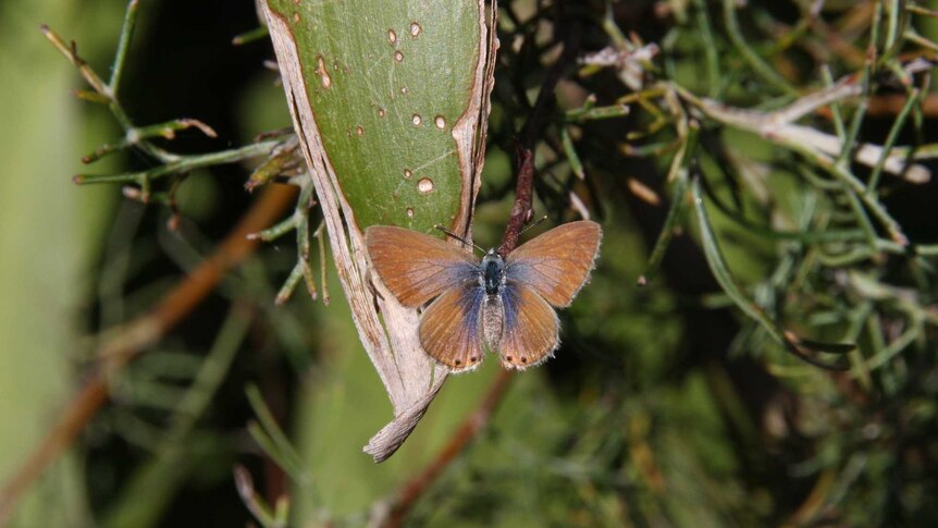 A bitter-bush blue butterfly.