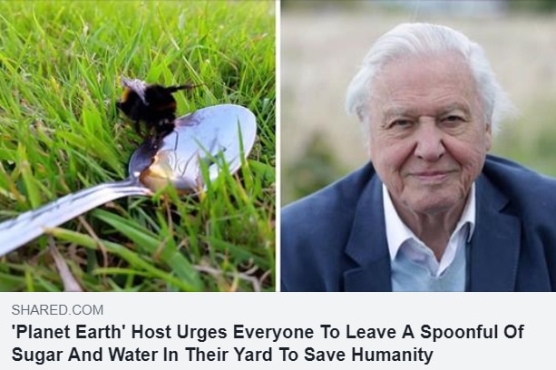 A photo of a bumblebee with a teaspoon of sugar next to a photo of Sir David Attenborough