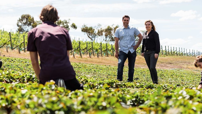 Daniel and Melanie Leesong standing in berry farm field.