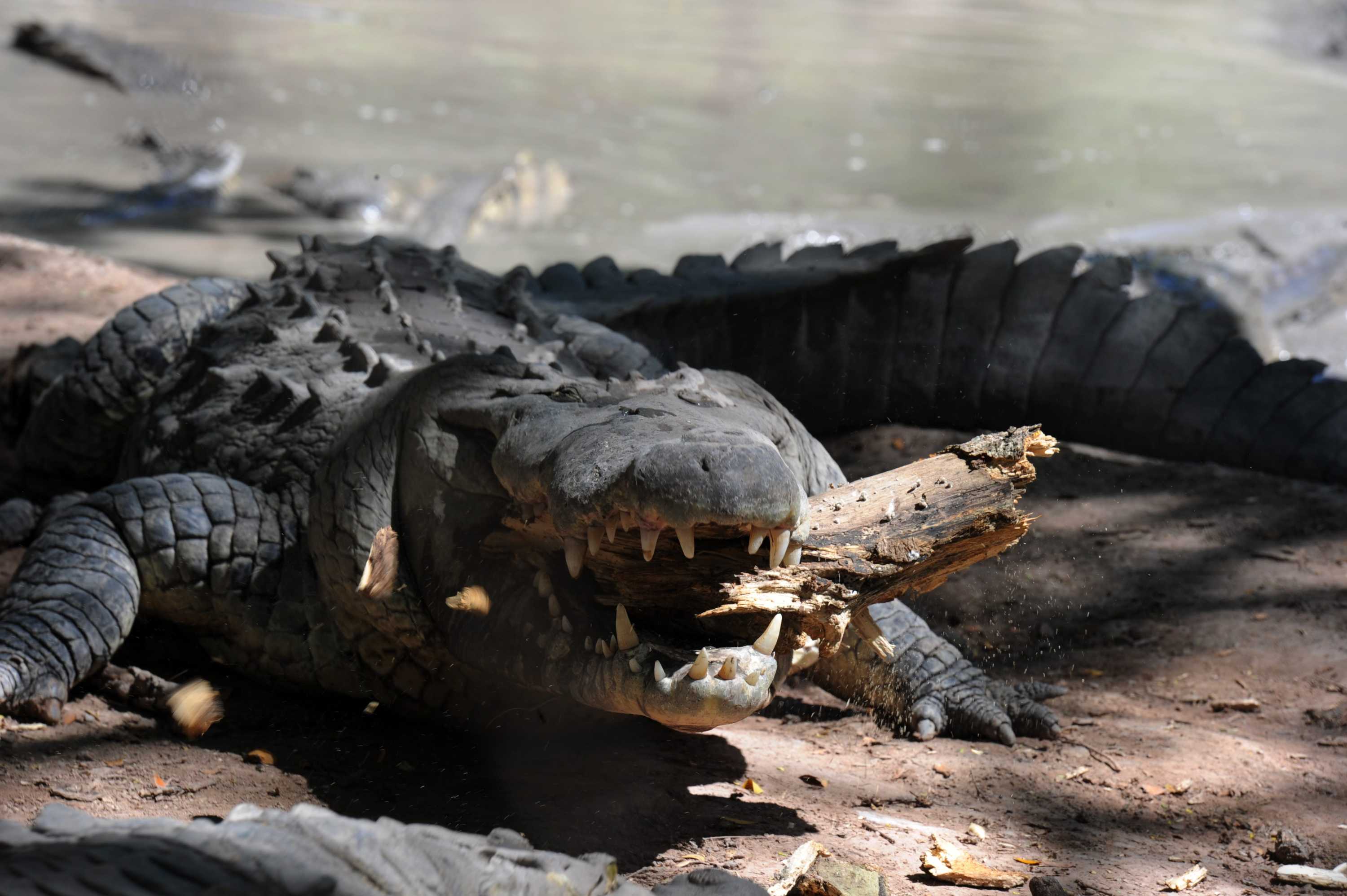 Starving crocodiles fed 10 tonnes of chicken after Honduras owners have