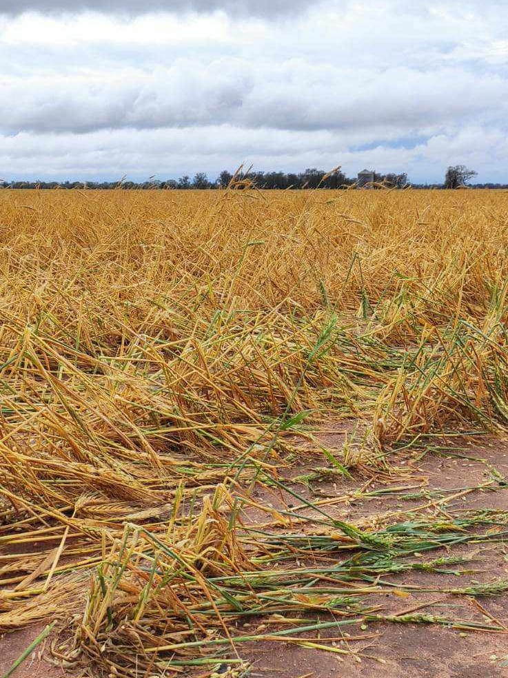 Damaged crops.