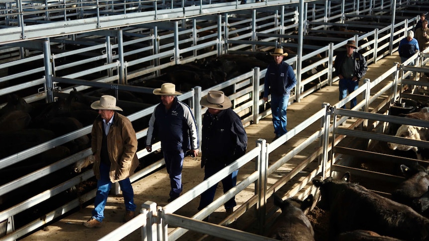 Farmers inspect cattle.