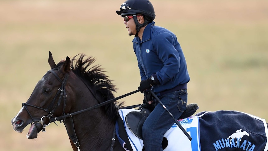 Fame Game does trackwork for the Melbourne Cup at Werribee