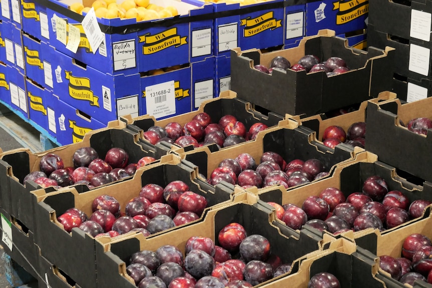 Stone fruit sitting in boxes.