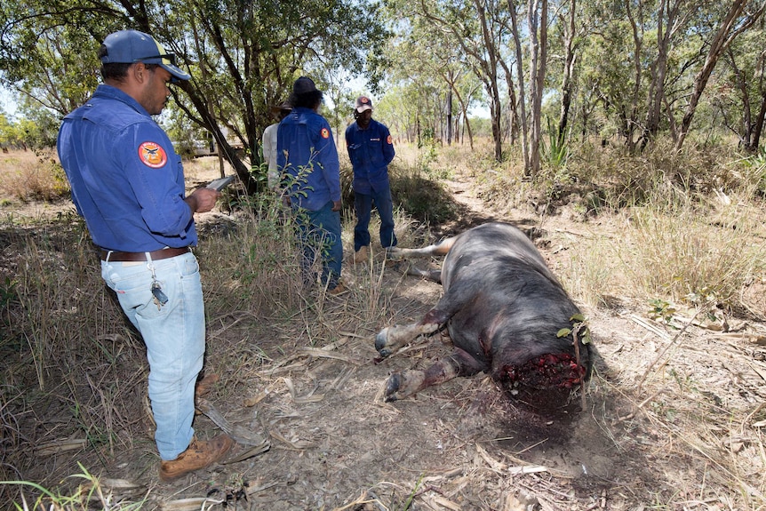 Rangers are standing around a decapitated buffalo in Central Arnhem Land