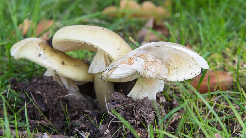 Death cap mushrooms