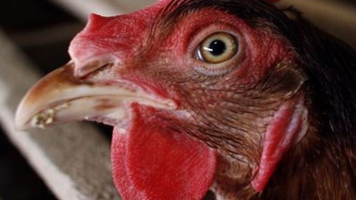 A chicken pokes its head out of a battery farm cage