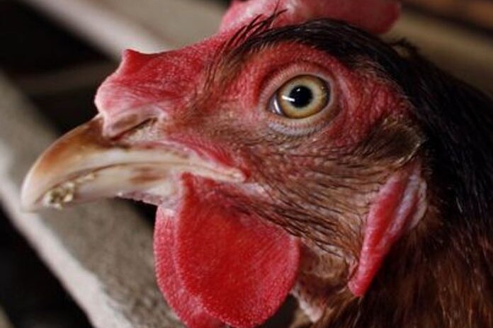 A chicken pokes its head out of a battery farm cage