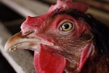 Avian influenza killing thousands of chooks at Young