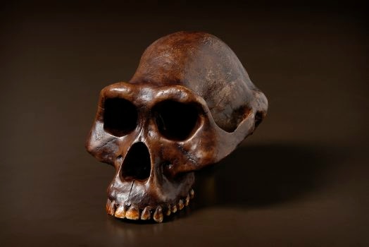 Australopithecus afarensis (Lucy)