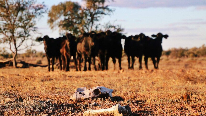 An animal skull and bones lie in the foreground with beef cattle in the background in a dry paddock.