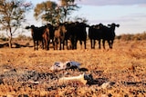 An animal skull and bones lie in the foreground with beef cattle in the background in a dry paddock.